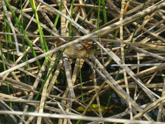 Phleocryptes melanops