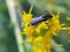 Sphecodes davisii