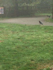 Corvus