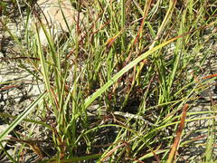 Eriophorum angustifolium