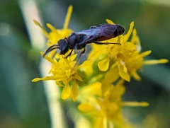 Sphecodes davisii