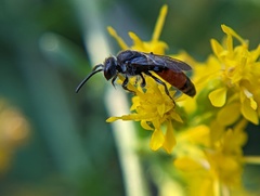 Sphecodes davisii