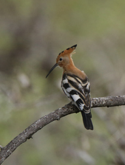 Upupa epops africana