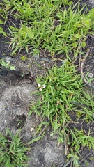 Moraea tricuspidata