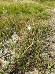 Eriophorum angustifolium