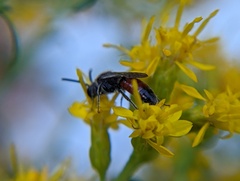 Sphecodes davisii
