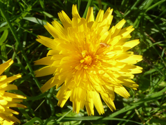 Hypochaeris radicata