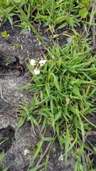 Moraea tricuspidata