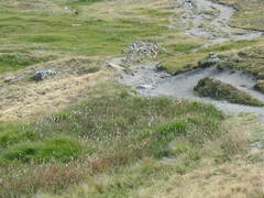 Eriophorum angustifolium
