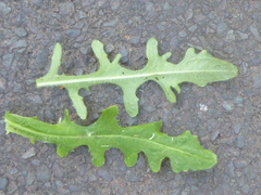 Hypochaeris radicata