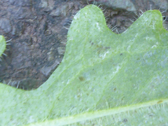 Hypochaeris radicata