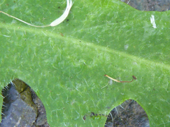 Hypochaeris radicata