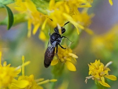 Sphecodes davisii