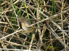 Phleocryptes melanops