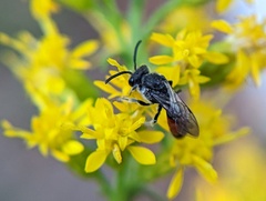 Sphecodes davisii