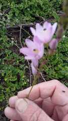 Ixia orientalis