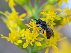Sphecodes davisii
