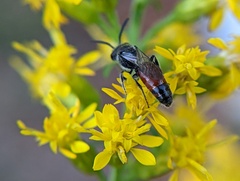 Sphecodes davisii