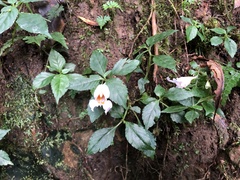 Impatiens uniflora