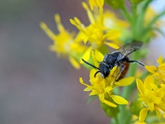 Sphecodes davisii
