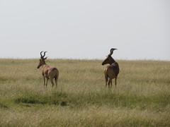 Alcelaphus buselaphus lelwel