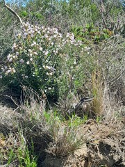 Lobostemon glaucophyllus