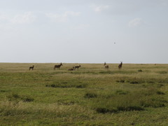 Alcelaphus buselaphus lelwel