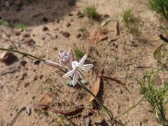 Trachyandra hirsutiflora