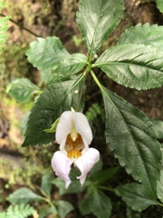 Impatiens uniflora