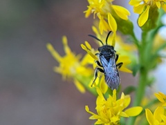 Sphecodes davisii