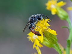 Sphecodes davisii