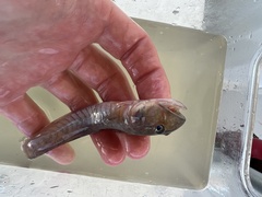 Gobionellus oceanicus