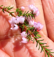 Erica quadrangularis