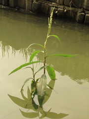 Persicaria barbata
