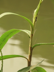 Persicaria barbata