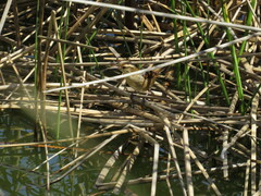 Phleocryptes melanops