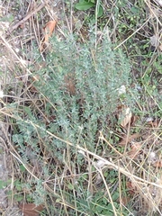 Thymus mastichina