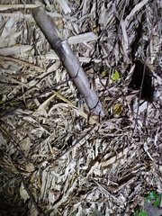 Bungarus multicinctus