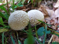 Lycoperdon mammiforme