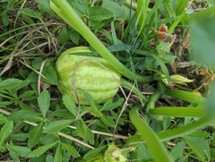 Cucurbita pepo
