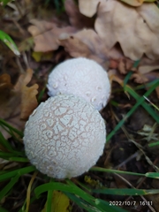 Lycoperdon mammiforme