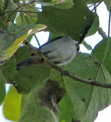 Conirostrum speciosum
