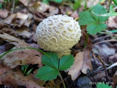Lycoperdon mammiforme