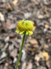 Helenium puberulum