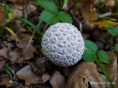Lycoperdon mammiforme