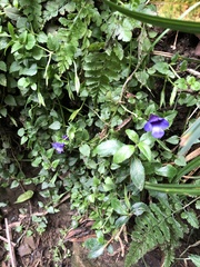 Torenia concolor