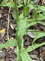Helenium puberulum