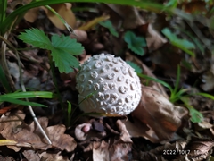 Lycoperdon mammiforme