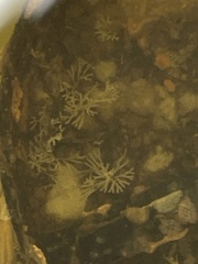 Hydrallmania falcata