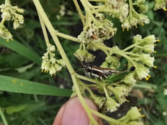 Phaedrotettix